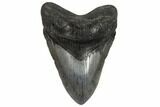 Fossil Megalodon Tooth - South Carolina #187678-1